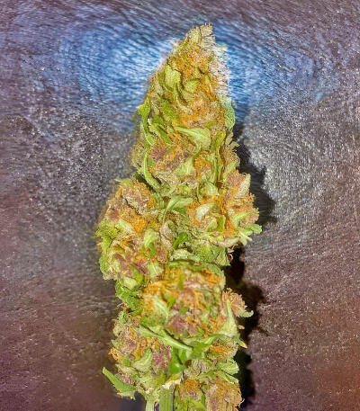 Семена сорта Also Know 47 Autoflower fem (Seedkeepers)