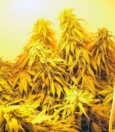 Семена сорта Arjan's Haze #1 fem