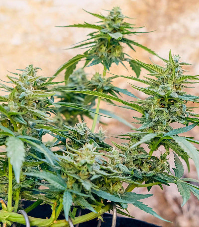 Семена сорта Auto CBD-Victory fem (Dutch Passion)
