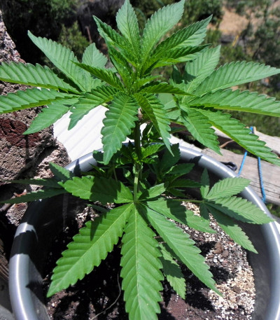 Семена сорта Ayahuasca Purple fem