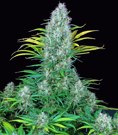 Семена сорта Serious 6 fem (Serious Seeds)