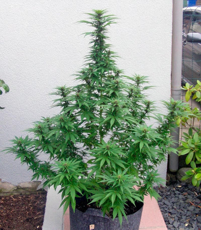 Семена сорта Sweet Purple fem (Paradise Seeds)