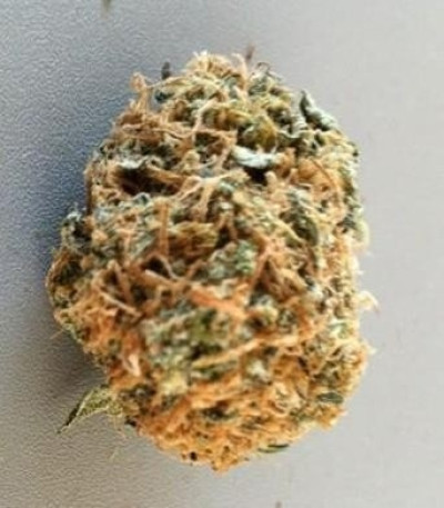 Семена сорта Blue Cheese fem (Royal Queen Seeds)