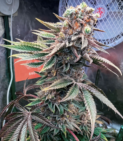 Семена сорта Pink Sunset by Sherbinskis fem от Silent Seeds