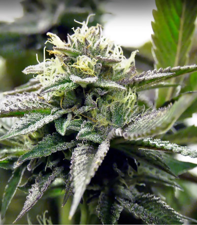 Семена сорта Remo Chemo fem (Dinafem Seeds)