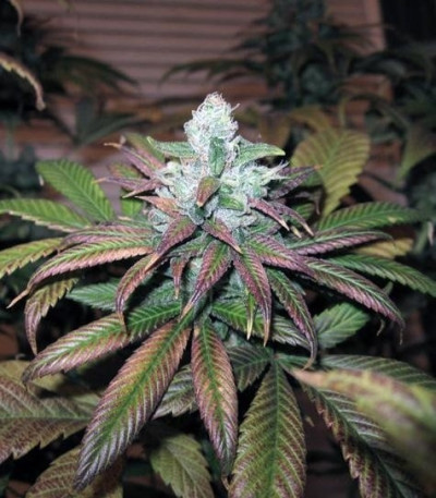 Семена сорта TrainWreck fem (Green House Seeds)