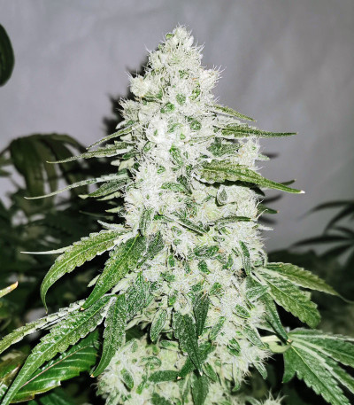 Семена сорта Zkittlez fem (Семяныч)