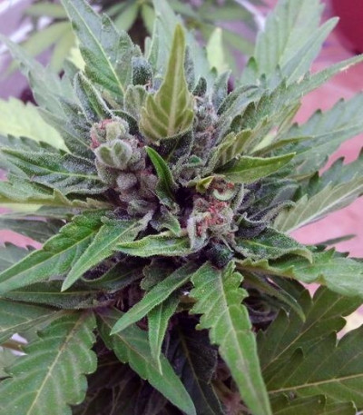 Семена сорта Sugar Gom auto fem