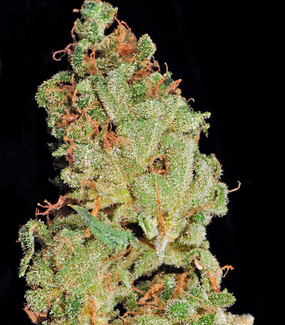 Семена сорта Afgooey fem (Strain Hunters)