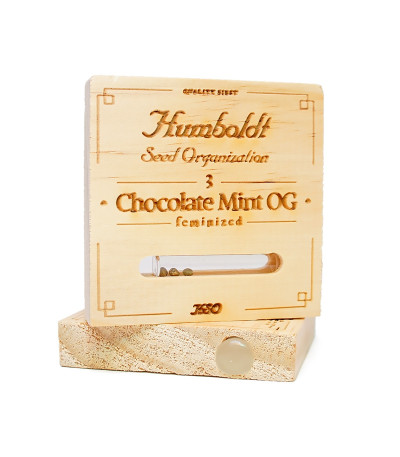 Семена сорта Chocolate Mint OG fem