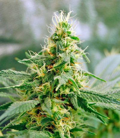 Семена сорта Dinamex fem