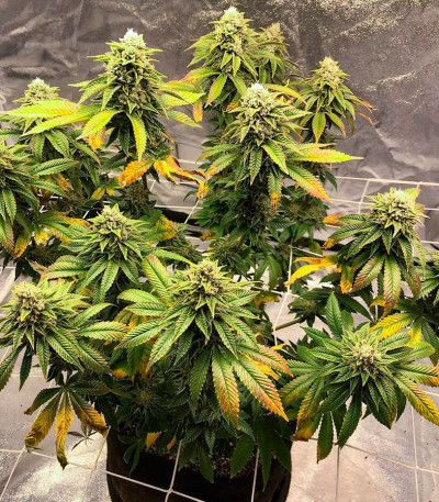 Семена сорта Gorilla Cookies Fast fem (High Speed ​​Buds)