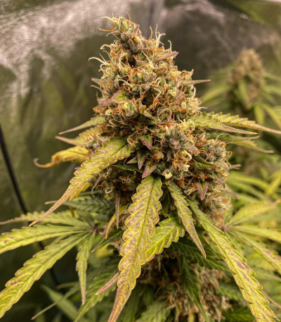 Семена сорта Gorilla Auto fem (Glue auto)