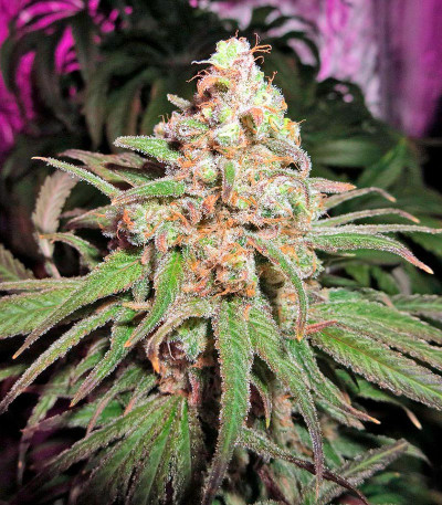 Семена сорта Hindu Kush (Kaya Gold) fem (Nirvana Seeds)