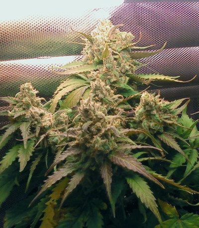 Семена сорта Pineapple Express Auto fem (FastBuds)