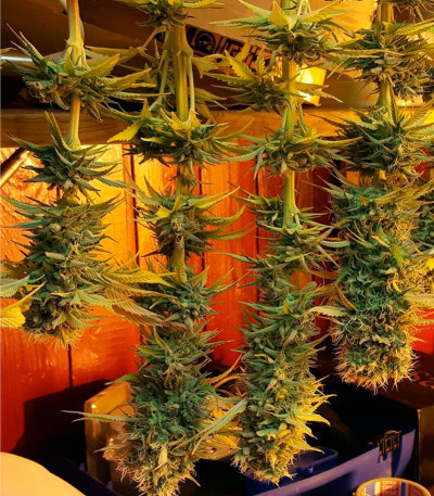 Семена сорта Silver Haze fem (Vision Seeds)