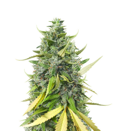 Микс семян конопли Dessert Mix fem (Herbies Seeds)