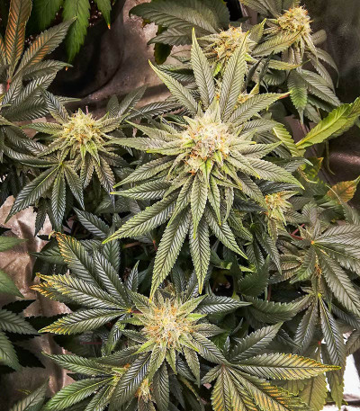 Семена сорта Lord Kush fem (Delicious Seeds)