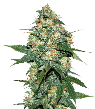 Семена сорта Skunk 47 fem (World of Seeds)