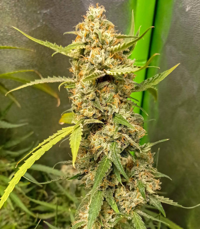 Семена сорта Auto Cinderella Jack fem (Dutch Passion)