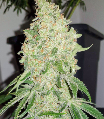 Семена сорта Bruce Banner fem (Семяныч)