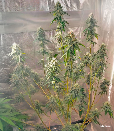 Семена сорта Gelato Auto fem (Семяныч)