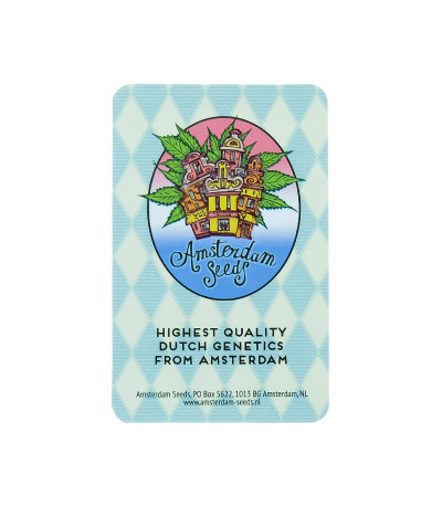 Семена конопли сорта Amnesia Haze