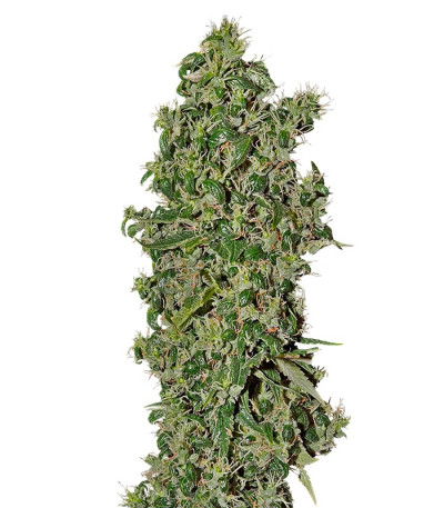 Семена сорта Big Tooth fem (Strain Hunters)