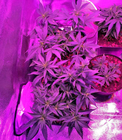 Семена сорта Sweet Critical fem (00 Seeds)