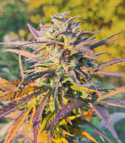 Семена сорта Florida Gaspack fem (Humboldt Seed Organization)