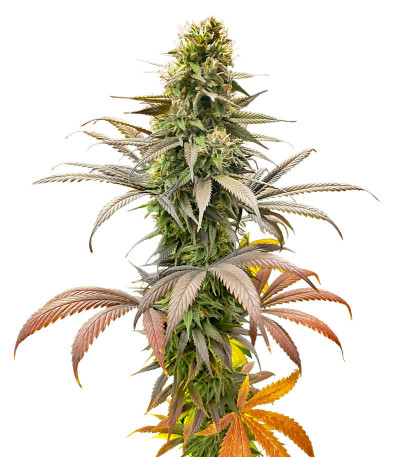 Семена сорта Strawberry Amnesia fem (Herbies Seeds)