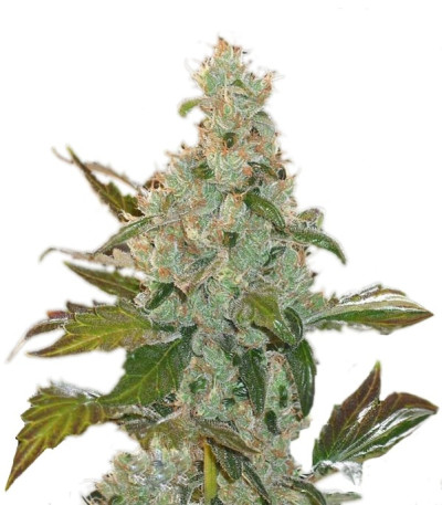 Семена сорта Cheese fem (Green House Seeds)