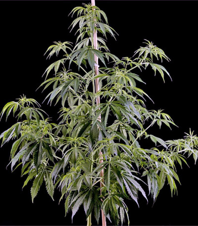 Семена сорта Arjan's Haze #1 fem