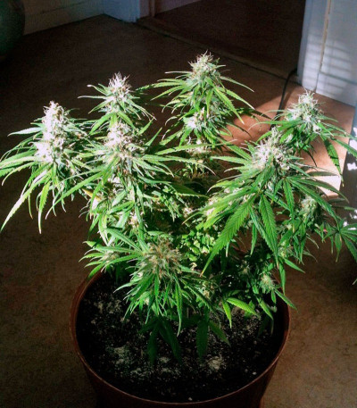 Сорт конопли Arjan's Haze #3