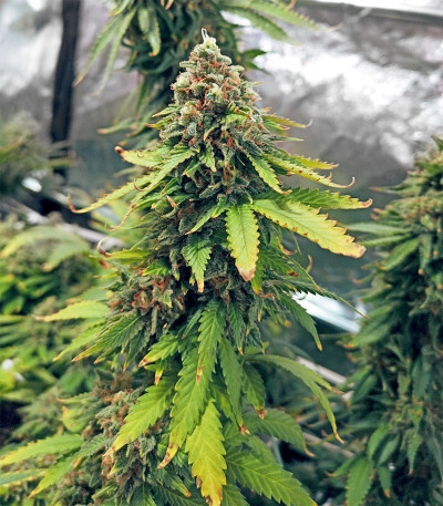 Семена сорта Astral fem (Семяныч)