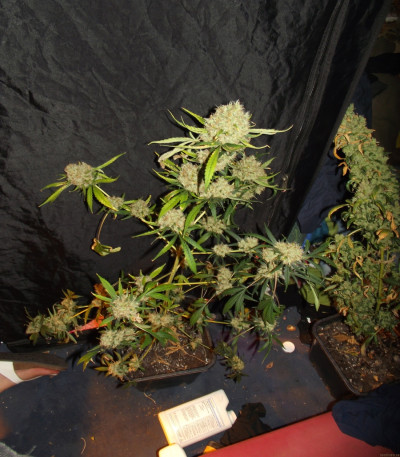 Семена сорта Auto Purple Glam Kush fem