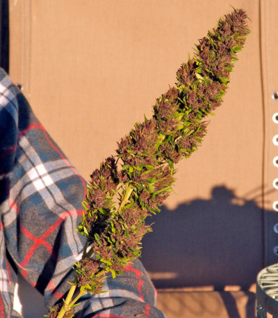 Семена сорта Purple Paro Valley fem