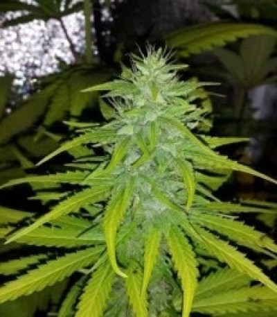 Семена сорта Speedy Chile (Fast Flowering) fem