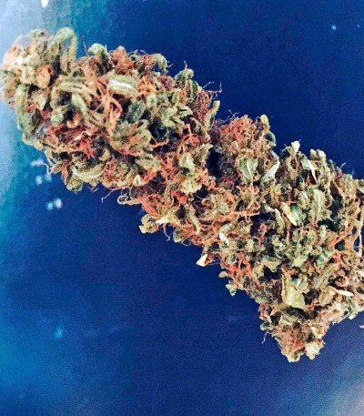 Семена сорта BlackJack fem (Nirvana Seeds)