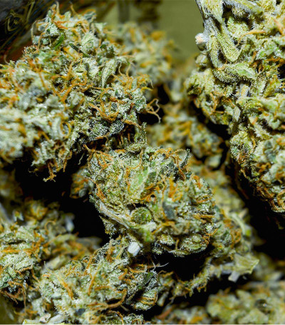 Семена сорта CBD Green Crack Auto fem (Семяныч)