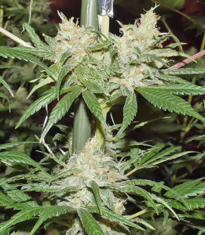 Семена сорта Super Lemon Haze fem (Семяныч)