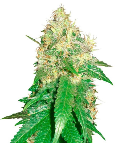 Семена сорта Northern Light Blue fem (Delicious Seeds)