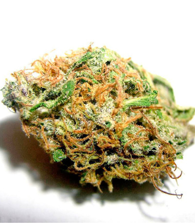 Семена сорта Hawaii Maui Waui fem (Nirvana Seeds)