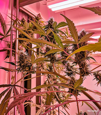 Семена сорта Bruce Banner Auto fem (Cali Buds Seeds)