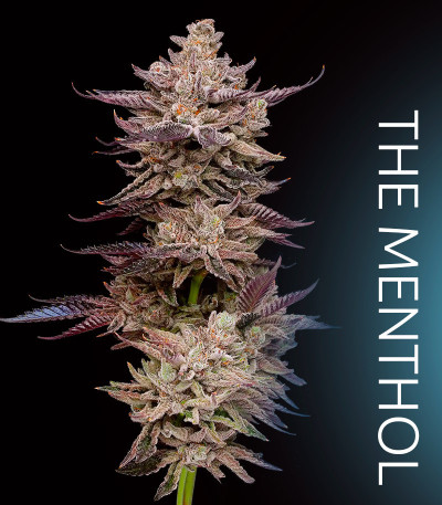 Семена сорта Permafunk fem (Compound Genetics)