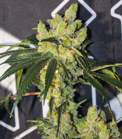 Семена сорта Banana Punch fem (Barney's Farm)