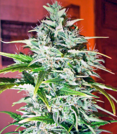 Семена сорта Himalaya Gold fem (Green House Seeds)