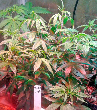 Сорт каннабиса Cheese