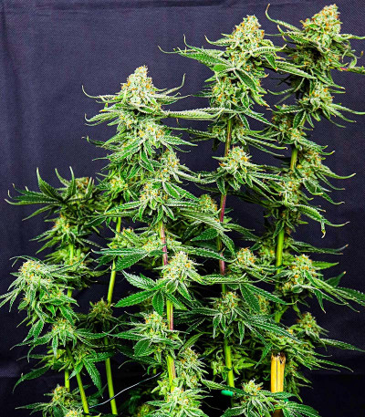 Семена сорта Gelato #33 fem (Advanced Seeds)