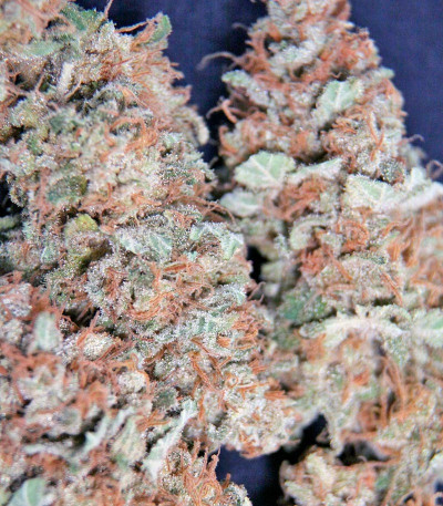 Сорт марихуаны Moby Dick